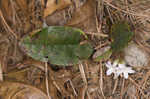 Trailing arbutus